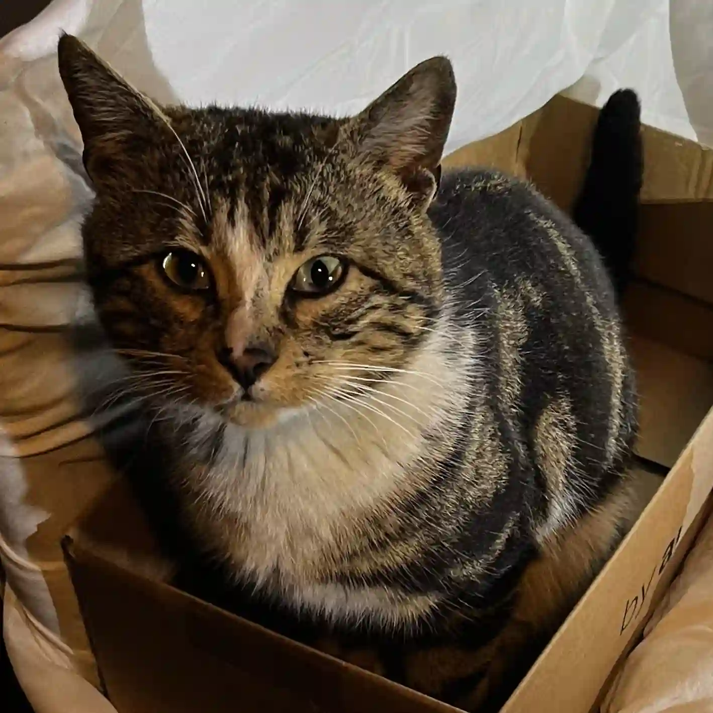 Snakey Valentine - Chief Cat Officer of AroundManchester.com